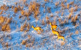 Wild Siberian Roe Deer