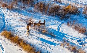 Wild Siberian Roe Deer
