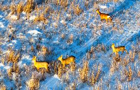 Wild Siberian Roe Deer