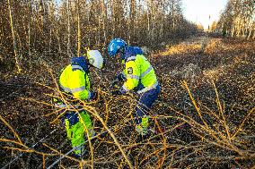 Storm and strong winds in Estonia