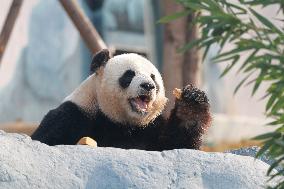 China Conservation and Research Center for the Giant Panda - Mianyang