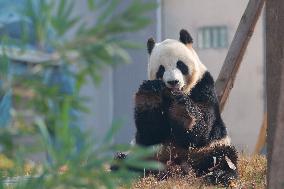 China Conservation and Research Center for the Giant Panda - Mianyang