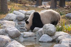 China Conservation and Research Center for the Giant Panda - Mianyang