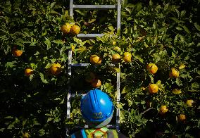 The 2025-2026 Bitter Orange Harvesting Season in Seville Has Begun