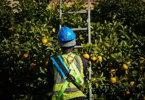 The 2025-2026 Bitter Orange Harvesting Season in Seville Has Begun