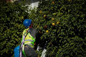 The 2025-2026 Bitter Orange Harvesting Season in Seville Has Begun