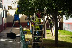 The 2025-2026 Bitter Orange Harvesting Season in Seville Has Begun
