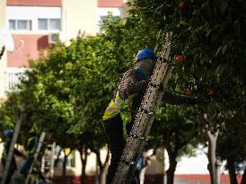 The 2025-2026 Bitter Orange Harvesting Season in Seville Has Begun