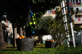 The 2025-2026 Bitter Orange Harvesting Season in Seville Has Begun