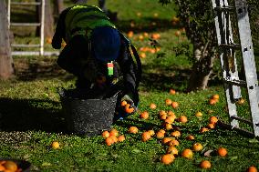 The 2025-2026 Bitter Orange Harvesting Season in Seville Has Begun