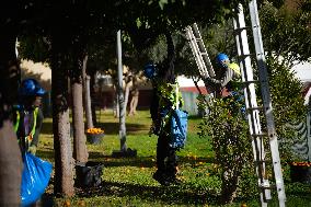 The 2025-2026 Bitter Orange Harvesting Season in Seville Has Begun