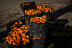 The 2025-2026 Bitter Orange Harvesting Season in Seville Has Begun