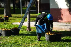 The 2025-2026 Bitter Orange Harvesting Season in Seville Has Begun