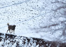 Rare Heavy Snowfall Blankets Erbil After 6 Years - Iraq