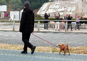 Walk Dog With  Leash