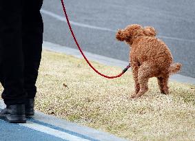 Walk Dog With  Leash