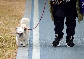 Walk Dog With  Leash