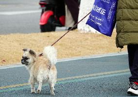 Walk Dog With  Leash