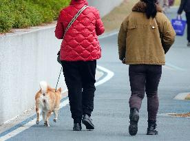Walk Dog With  Leash