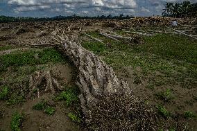 Leuser's Grief Under Tropical Cyclone Senyar - Indonesia