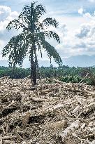 Leuser's Grief Under Tropical Cyclone Senyar - Indonesia