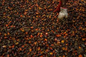 Hunt for Leftover Oil Palm Fruit - Aceh Tamiang