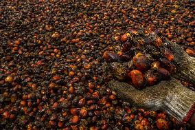 Hunt for Leftover Oil Palm Fruit - Aceh Tamiang