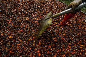 Hunt for Leftover Oil Palm Fruit - Aceh Tamiang