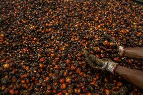 Hunt for Leftover Oil Palm Fruit - Aceh Tamiang