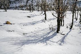 Snowfall In Kurdistan Region - Iraq