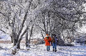 Alshan National Forest Park