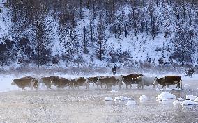 Alshan National Forest Park