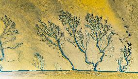 Tidal Tree Landscape