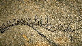 Tidal Tree Landscape