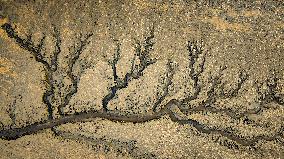 Tidal Tree Landscape