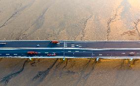 Tidal Tree Landscape