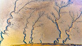 Tidal Tree Landscape