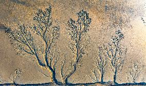 Tidal Tree Landscape