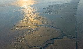 Tidal Tree Landscape