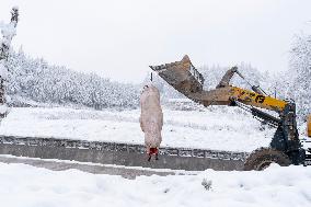 Pig For The New Year