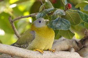 Yellow-footed Green Pigeon - India