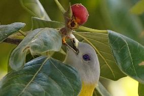 Yellow-footed Green Pigeon - India