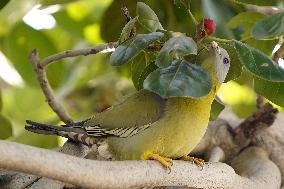 Yellow-footed Green Pigeon - India