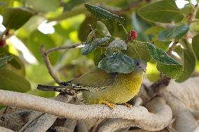 Yellow-footed Green Pigeon - India