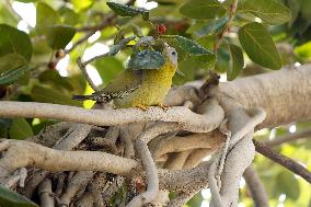 Yellow-footed Green Pigeon - India