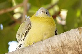Yellow-footed Green Pigeon - India