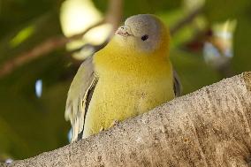Yellow-footed Green Pigeon - India