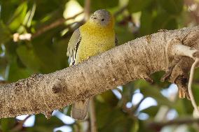 Yellow-footed Green Pigeon - India