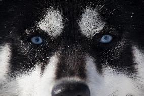 Illustration - Sled Dogs