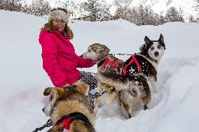 Illustration - Sled Dogs